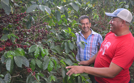 Introducing Our Newest Single Origin From Honduras