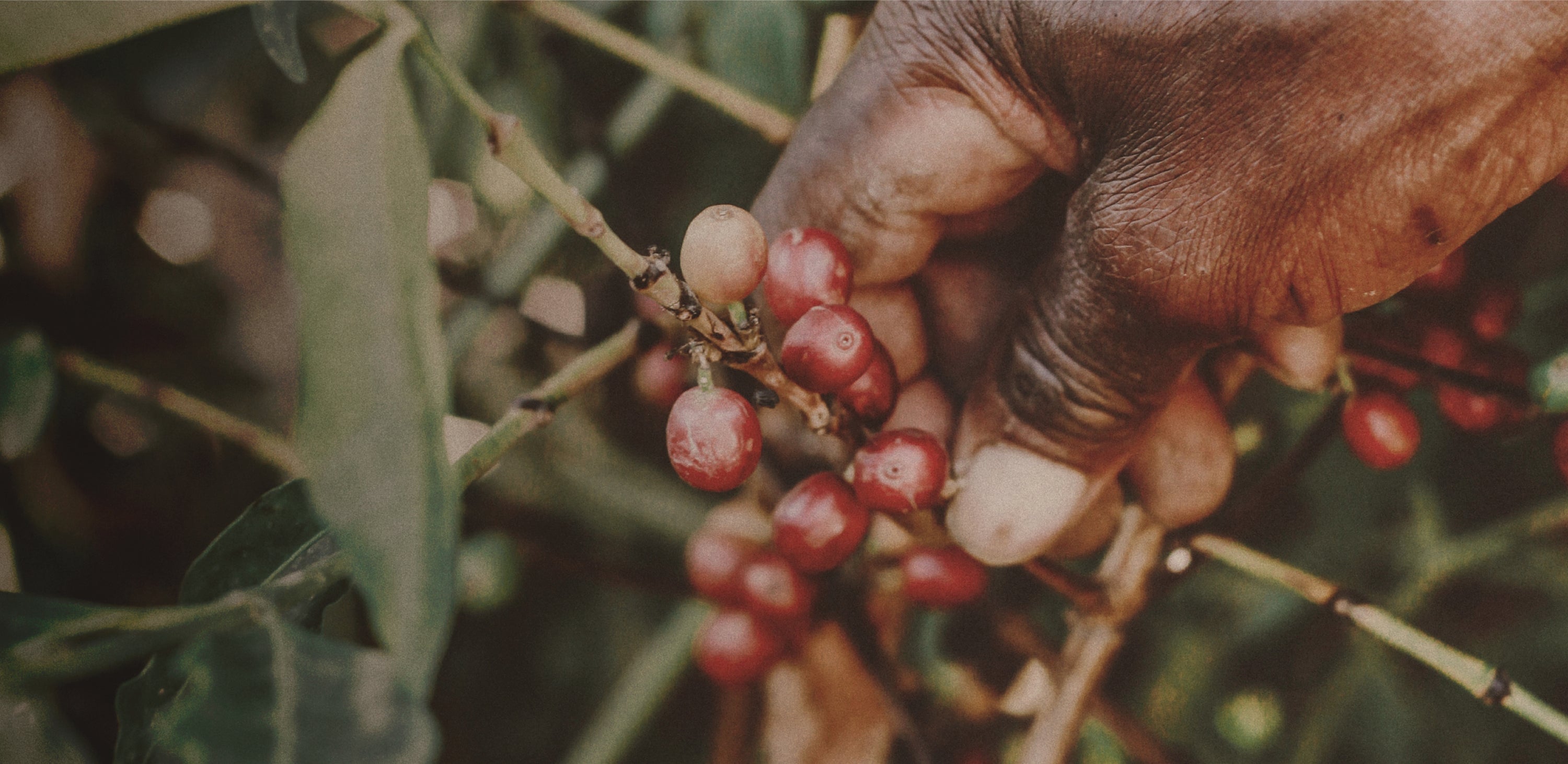 Hands holding coffee beans on the plant